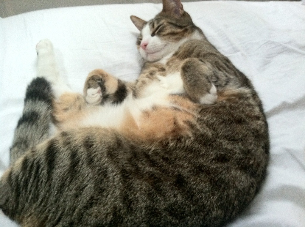 开云平台-破折号两端的足球哲学，当巴尔韦德的技术流，映照那不勒斯轻取韩国的深层博弈